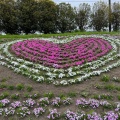 実際訪問したユーザーが直接撮影して投稿した箕郷町松之沢公園みさと芝桜公園の写真