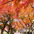 実際訪問したユーザーが直接撮影して投稿した白山植物園 / 樹木園小石川植物園の写真