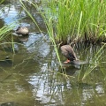 実際訪問したユーザーが直接撮影して投稿した千秋公園公園千秋公園の写真