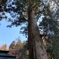 実際訪問したユーザーが直接撮影して投稿した城山神社日枝神社の写真