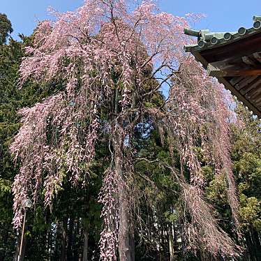 セリオン坊やさんが投稿した東照宮神社のお店仙台東照宮/センダイトウショウグウの写真