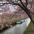 実際訪問したユーザーが直接撮影して投稿した笠松町公園笠松河津桜ロードの写真