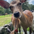 実際訪問したユーザーが直接撮影して投稿した登大路町公園奈良公園 登大路園地の写真