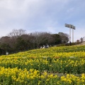 実際訪問したユーザーが直接撮影して投稿した緑台公園コスモスの丘の写真