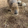 実際訪問したユーザーが直接撮影して投稿した上泉動物園袖ヶ浦ふれあいどうぶつ縁の写真