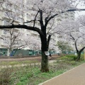 実際訪問したユーザーが直接撮影して投稿した東駒形公園大横川親水公園の写真