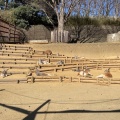 実際訪問したユーザーが直接撮影して投稿した程久保動物園多摩動物公園の写真