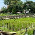 実際訪問したユーザーが直接撮影して投稿した谷中公園しょうぶ沼公園の写真