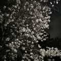 実際訪問したユーザーが直接撮影して投稿した多磨町公園武蔵野公園の写真