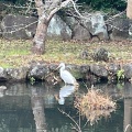 実際訪問したユーザーが直接撮影して投稿したおゆみ野中央公園大百池公園の写真