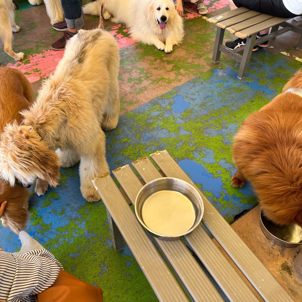 かつかつ2400さんが投稿した沼田動物ふれあいのお店つくばわんわんランド/つくばわんわんらんどの写真