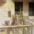 実際訪問したユーザーが直接撮影して投稿した上白根町動物園よこはま動物園ズーラシアの写真