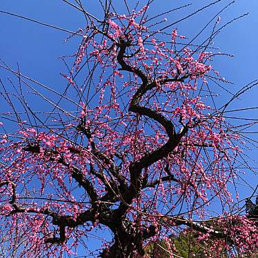 実際訪問したユーザーが直接撮影して投稿した東郷町藤川桜の名所藤川天神の臥龍梅の写真