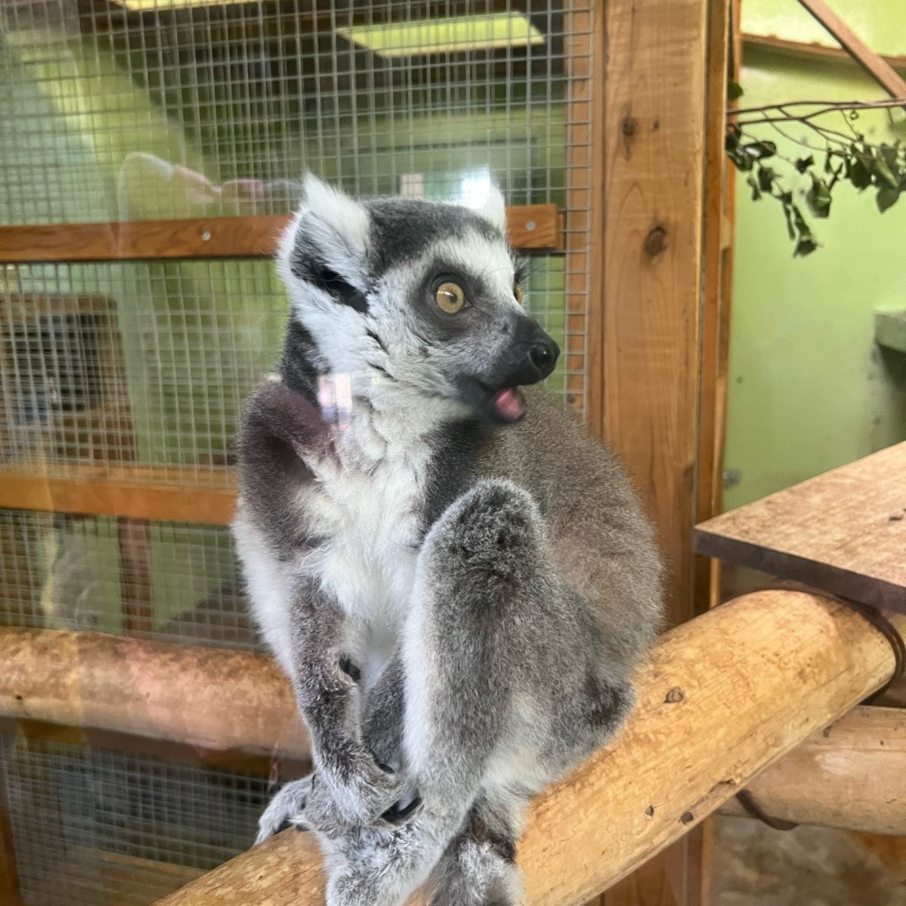 実際訪問したユーザーが直接撮影して投稿した犬山動物園日本モンキーセンターの写真