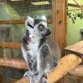 実際訪問したユーザーが直接撮影して投稿した犬山動物園日本モンキーセンターの写真
