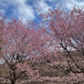 実際訪問したユーザーが直接撮影して投稿した富戸公園さくらの里の写真