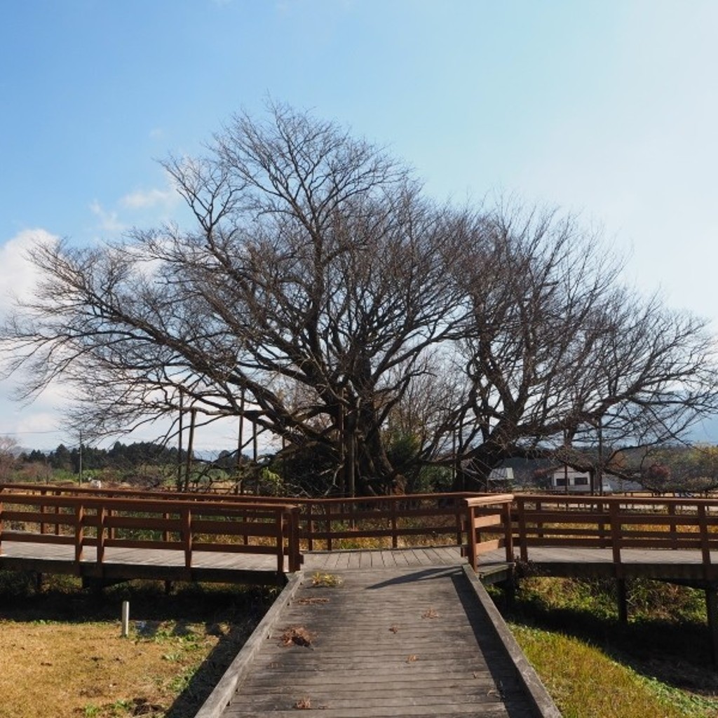 実際訪問したユーザーが直接撮影して投稿した中松桜の名所一心行の大桜の写真