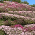 実際訪問したユーザーが直接撮影して投稿した柚木公園冨士山公園の写真