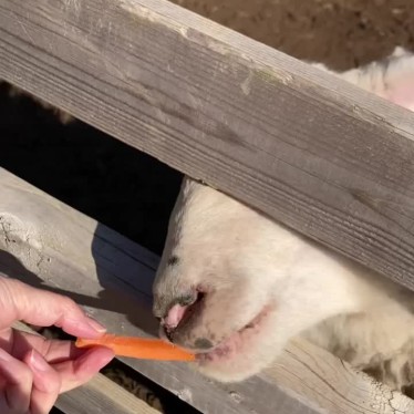 実際訪問したユーザーが直接撮影して投稿した上泉動物園袖ヶ浦ふれあいどうぶつ縁の写真