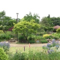 実際訪問したユーザーが直接撮影して投稿した高向植物園 / 樹木園大阪府立花の文化園の写真