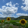 実際訪問したユーザーが直接撮影して投稿した林崎桜の名所南光ひまわり畑の写真