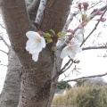 実際訪問したユーザーが直接撮影して投稿した和田山公園本牧山頂公園の写真