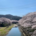 実際訪問したユーザーが直接撮影して投稿した大嶺町東分桜の名所美祢さくら公園の写真