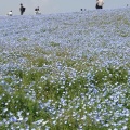 実際訪問したユーザーが直接撮影して投稿した西戸崎庭園海の中道海浜公園 花の丘の写真