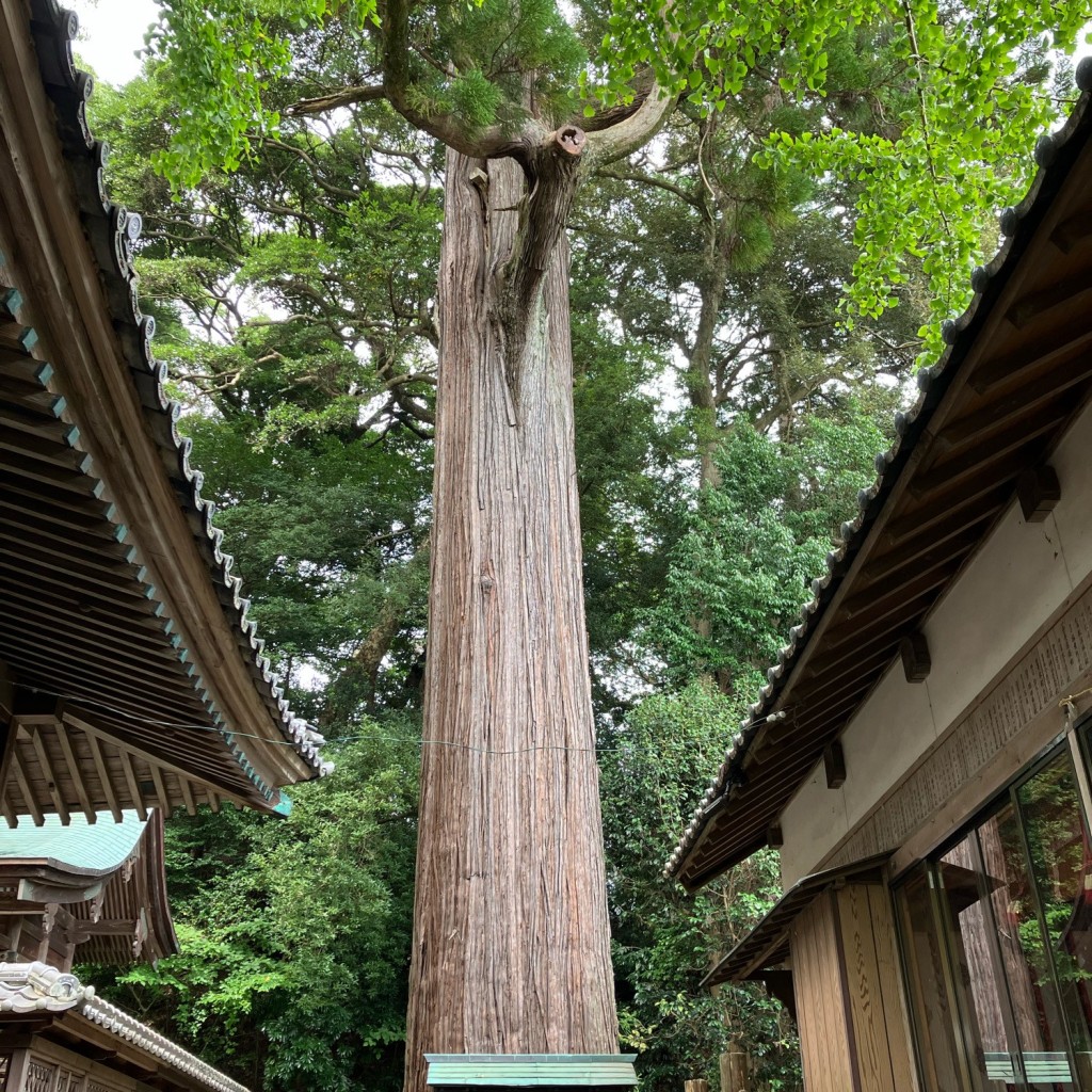 実際訪問したユーザーが直接撮影して投稿した八坂名木事任八幡宮の御神木 大杉の写真