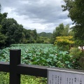 実際訪問したユーザーが直接撮影して投稿した嵯峨小倉山田淵山町神社御髪神社の写真