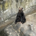 実際訪問したユーザーが直接撮影して投稿した登別温泉町動物園のぼりべつクマ牧場の写真