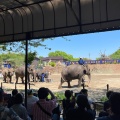 実際訪問したユーザーが直接撮影して投稿した山小川動物園アニマルワンダーリゾウト 市原ぞうの国の写真