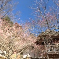 実際訪問したユーザーが直接撮影して投稿した沼田桜の名所筑波山梅林の写真