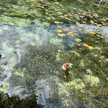モネの池のundefinedに実際訪問訪問したユーザーunknownさんが新しく投稿した新着口コミの写真