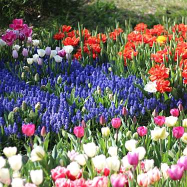 実際訪問したユーザーが直接撮影して投稿した花園町公園砺波チューリップ公園の写真