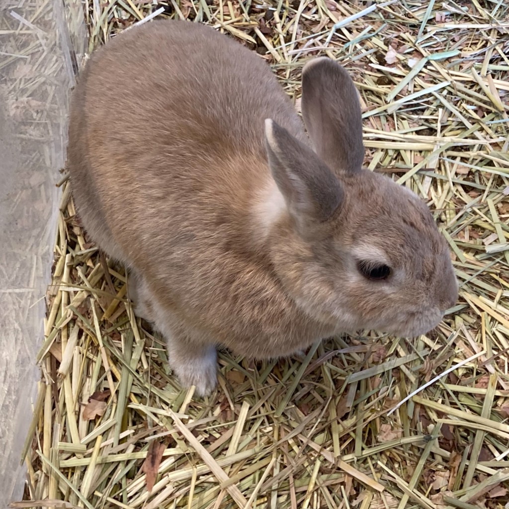 実際訪問したユーザーが直接撮影して投稿した地行浜テーマカフェ小動物カフェ Moff animal cafe MARKIS福岡ももち店の写真