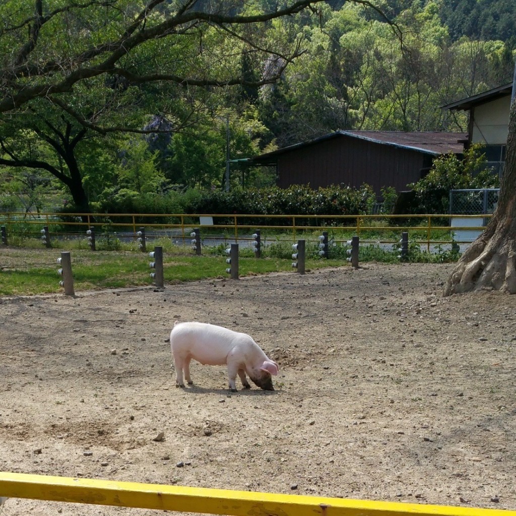 実際訪問したユーザーが直接撮影して投稿した椿洞公園岐阜市畜産センター公園の写真