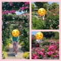 実際訪問したユーザーが直接撮影して投稿した山手町庭園バラとカスケードの庭 港の見える丘公園の写真