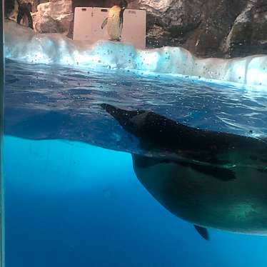 名古屋港水族館のundefinedに実際訪問訪問したユーザーunknownさんが新しく投稿した新着口コミの写真