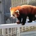 実際訪問したユーザーが直接撮影して投稿した美東町赤動物園秋吉台自然動物公園サファリランドの写真