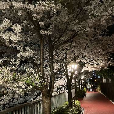 実際訪問したユーザーが直接撮影して投稿した上目黒桜の名所Cherry Blossom Promenadeの写真