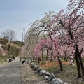 実際訪問したユーザーが直接撮影して投稿した藤原町鼎公園いなべ市梅林公園の写真