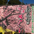 実際訪問したユーザーが直接撮影して投稿した大山町桜の名所東大山河津桜の写真