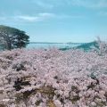 実際訪問したユーザーが直接撮影して投稿した松島公園西行戻しの松公園の写真