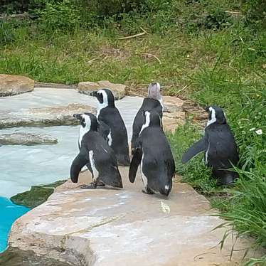 狭山市立智光山公園 こども動物園のundefinedに実際訪問訪問したユーザーunknownさんが新しく投稿した新着口コミの写真