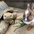 実際訪問したユーザーが直接撮影して投稿した綾羽動物園五月山動物園の写真