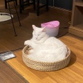 実際訪問したユーザーが直接撮影して投稿した雷門テーマカフェ猫カフェ きゃらふの写真