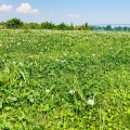 実際訪問したユーザーが直接撮影して投稿した市川河川江戸川の写真