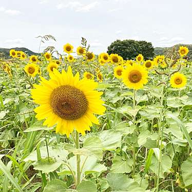 実際訪問したユーザーが直接撮影して投稿した林崎桜の名所南光ひまわり畑の写真