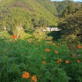 実際訪問したユーザーが直接撮影して投稿した土居カフェ池川茶園の写真